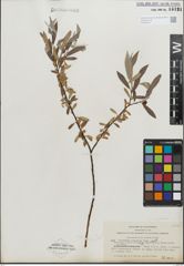 Foto von Salix geyeriana Andersson